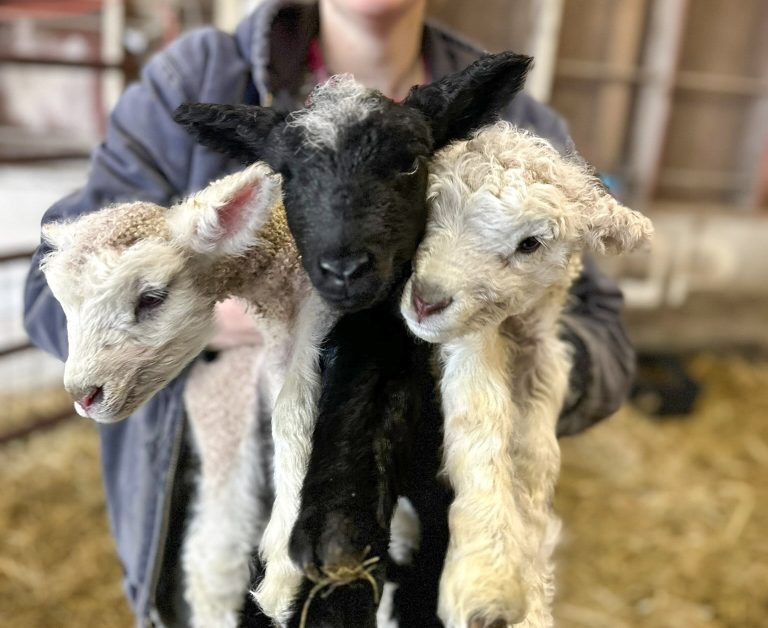 Lambing Workshop, Farm Tour, and Potluck at Canfield Farms