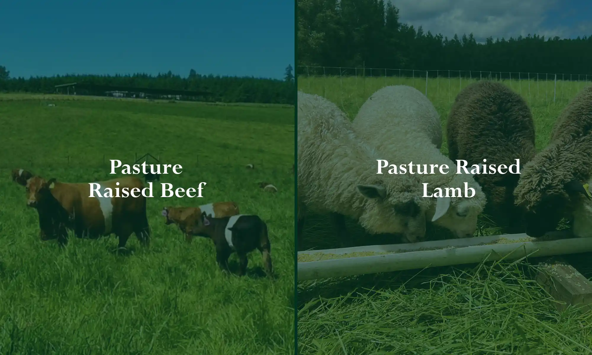 Pasture raised beef and lamb at Carnation Farms.