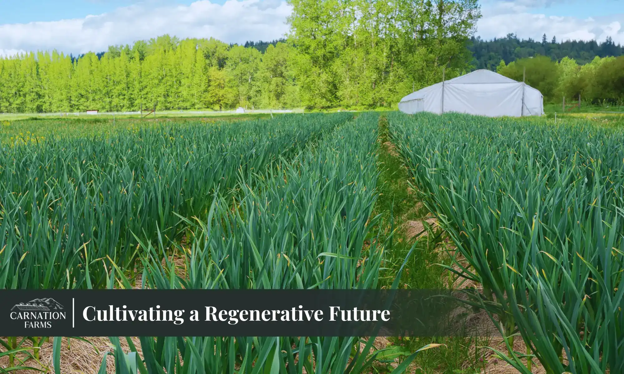 Cultivating Regenerative Future Carnation Farms | Carnation Farms Green farm rows at Carnation Farms promoting regenerative agriculture practices