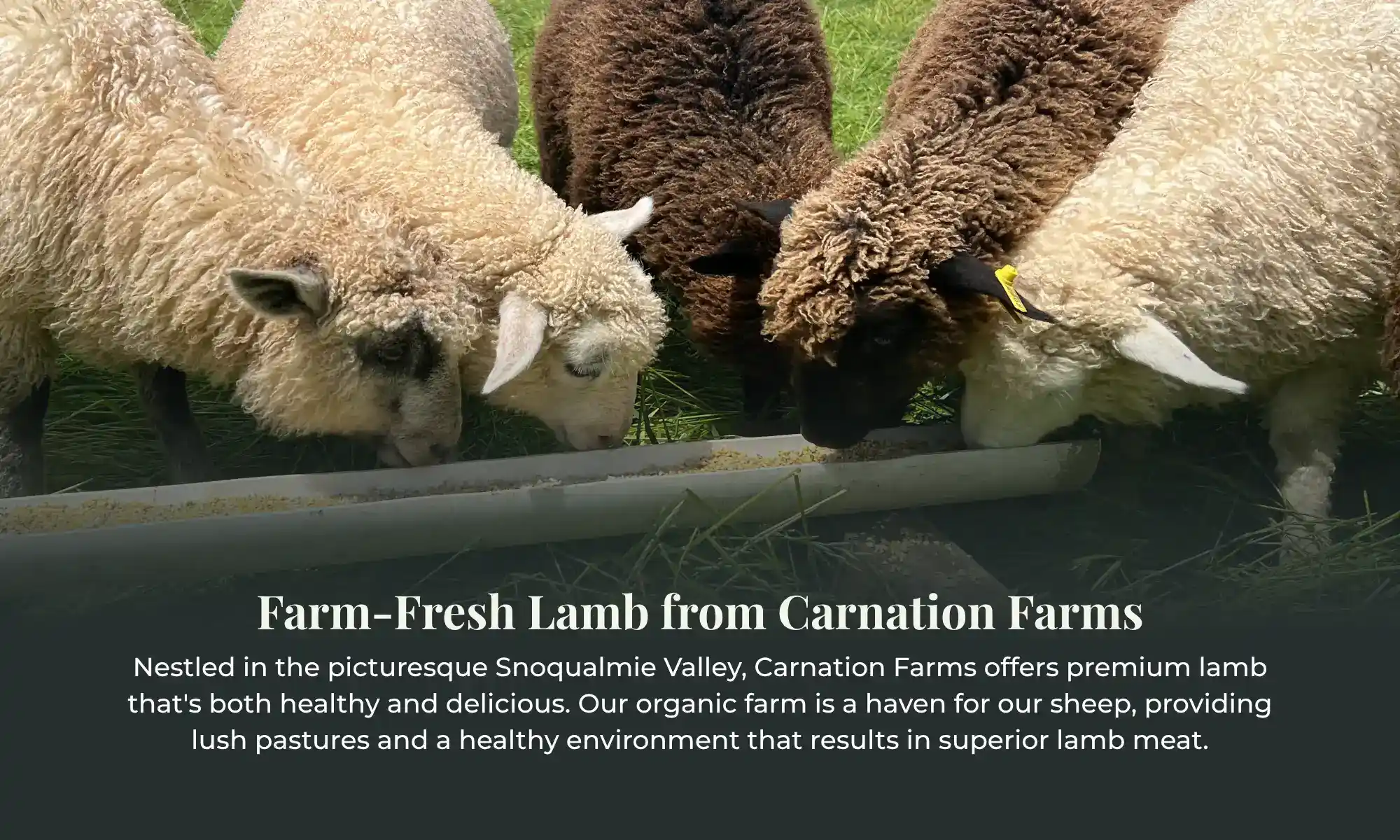 Farm Fresh Lamb Carnation Farms | Carnation Farms Sheep grazing together on green pastures at Carnation Farms