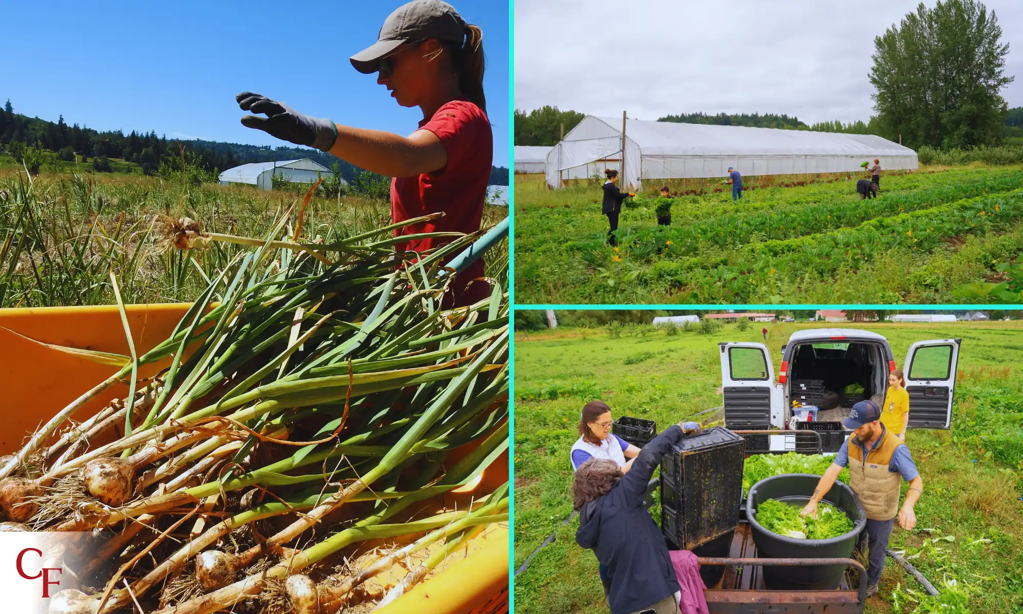 Farmers harvesting and washing fresh produce in the fields at Carnation Farms