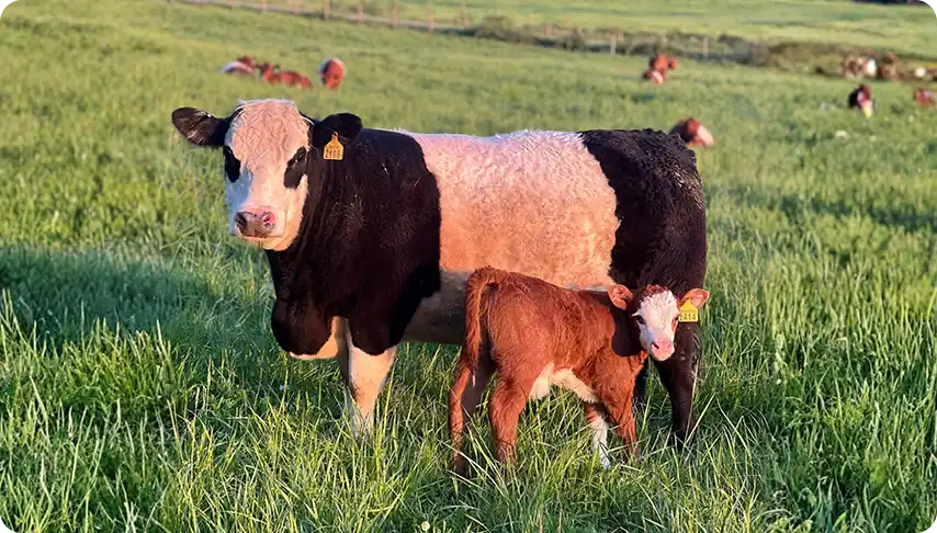 grass-fed-cow-and-calf