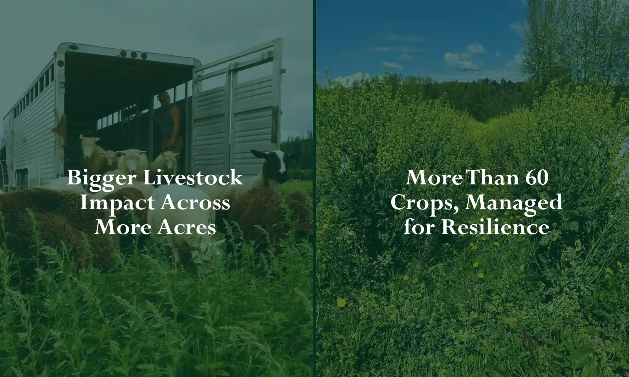 Livestock and crops at Carnation Farms.