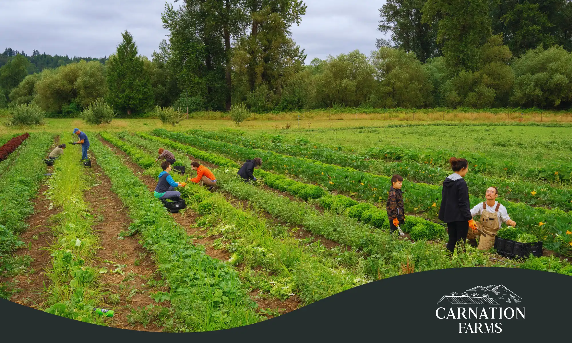 People harvesting crops in rows at Carnation Farms