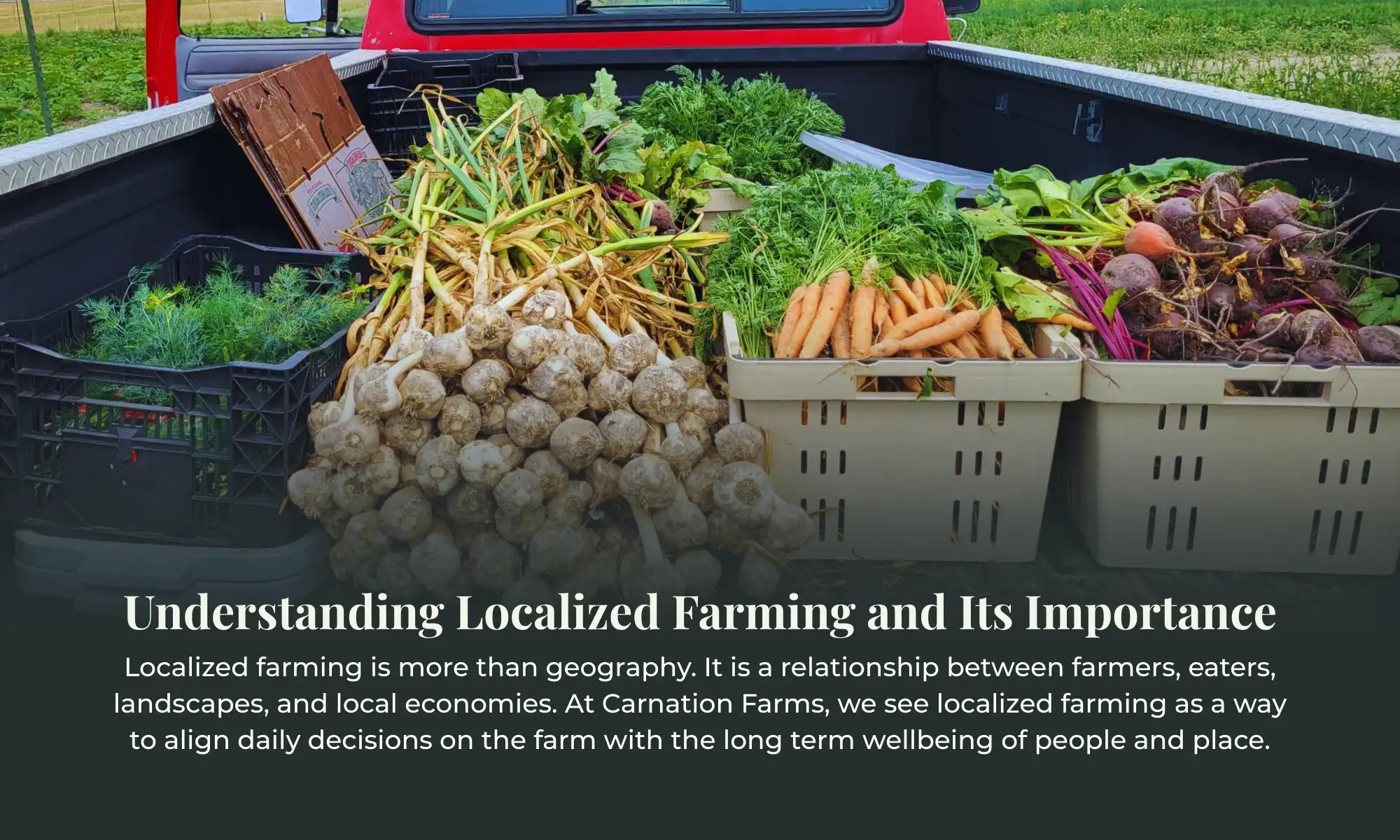 Crates of freshly harvested vegetables at Carnation Farms