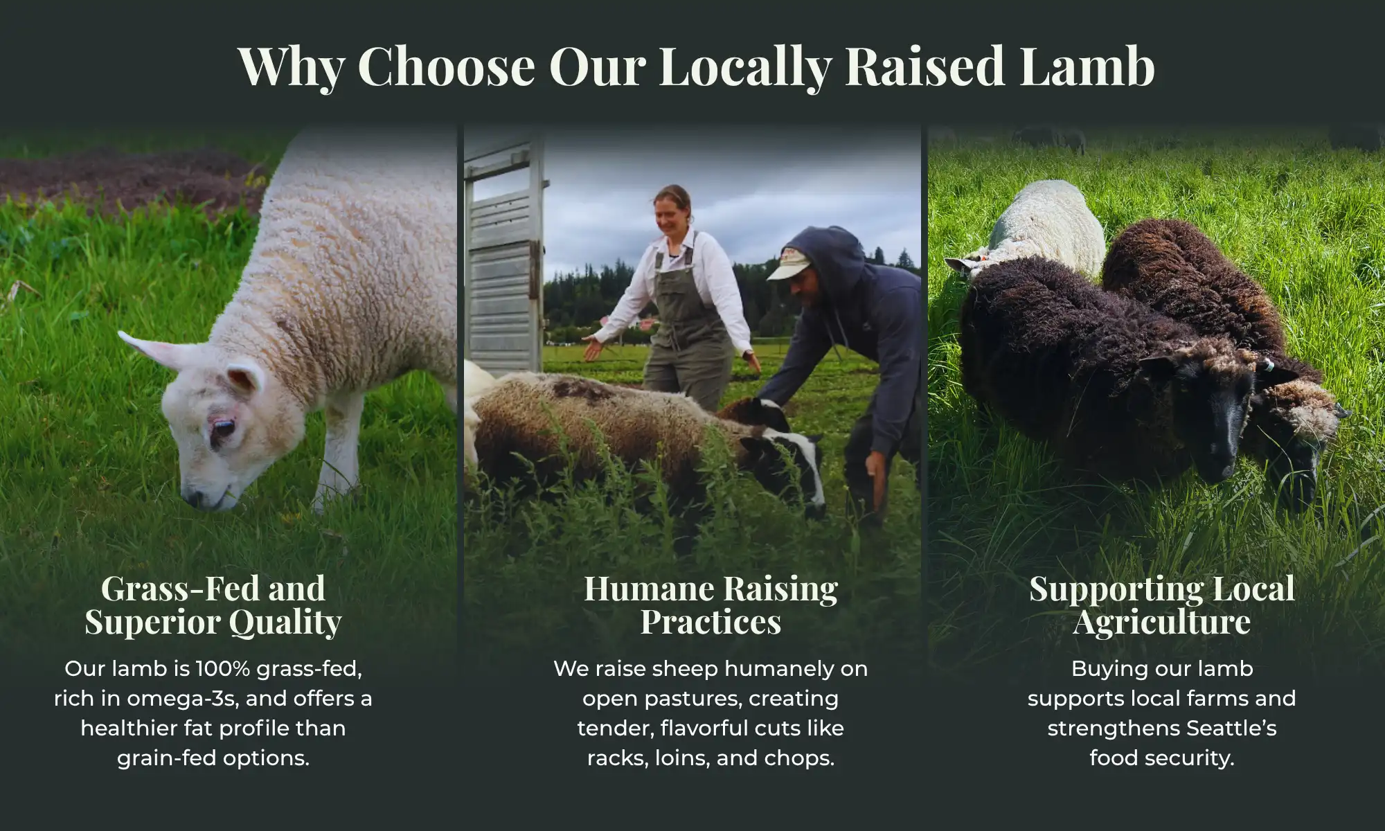 Locally Raised Lamb Carnation Farms | Carnation Farms Farmers caring for grass-fed sheep at Carnation Farms in Snoqualmie Valley