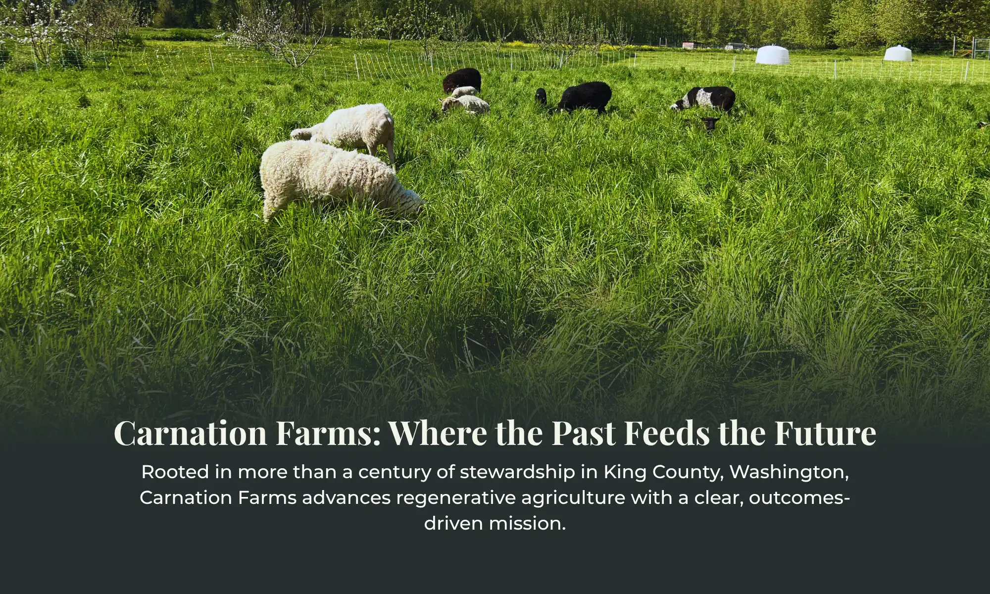 Sheep grazing on tall green pasture at Carnation Farms