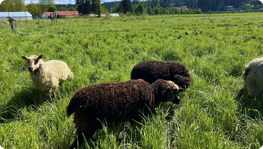 Pasture-Raised