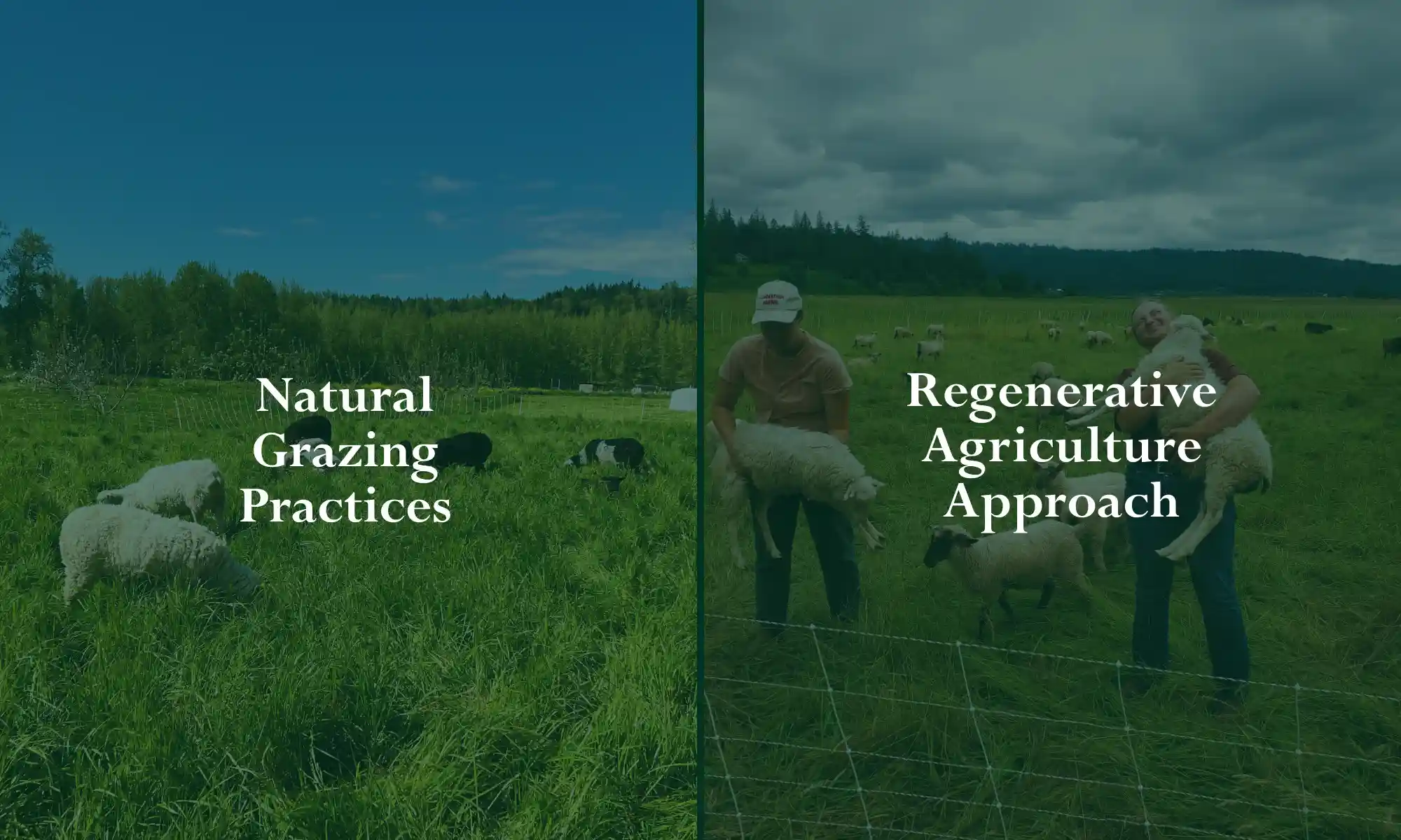 Sheep grazing naturally and farmers practicing regenerative agriculture at Carnation Farms.