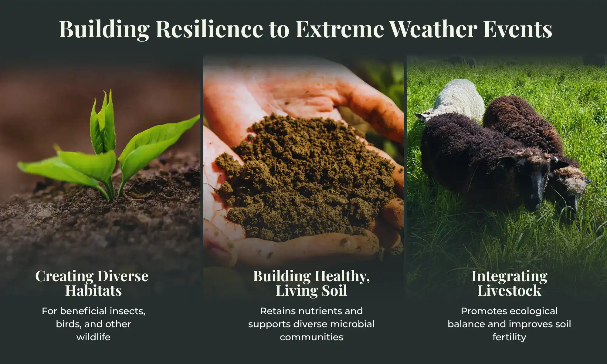 Regenerative Farming Environmental Benefits | Carnation Farms Hands holding soil and livestock grazing showing regenerative farming benefits