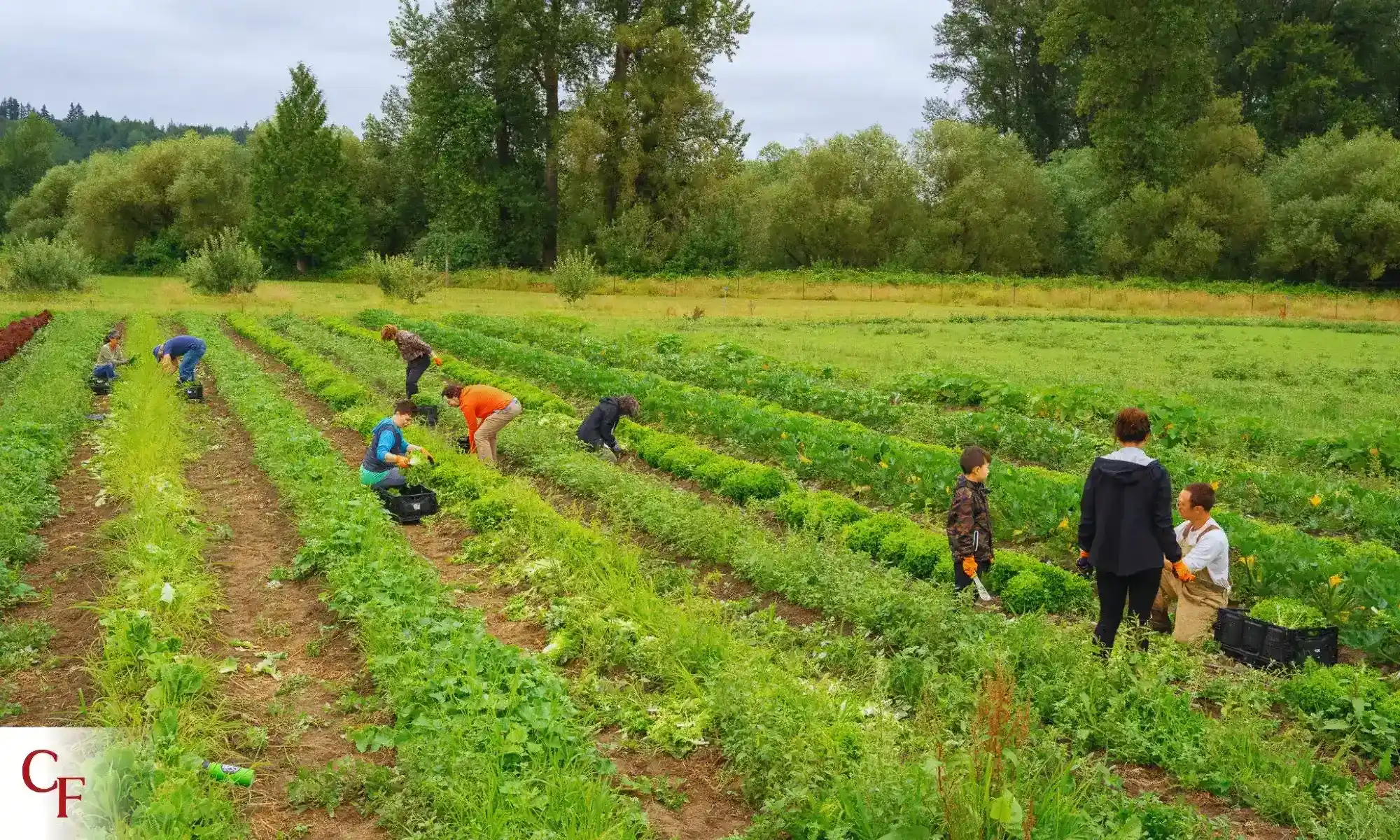 Regenerative Farming Techniques | Carnation Farms People harvesting crops on a green field using regenerative farming methods