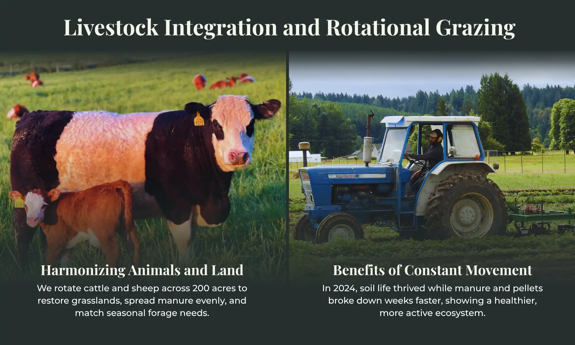 Cattle with calf and a tractor illustrating rotational grazing at Carnation Farms