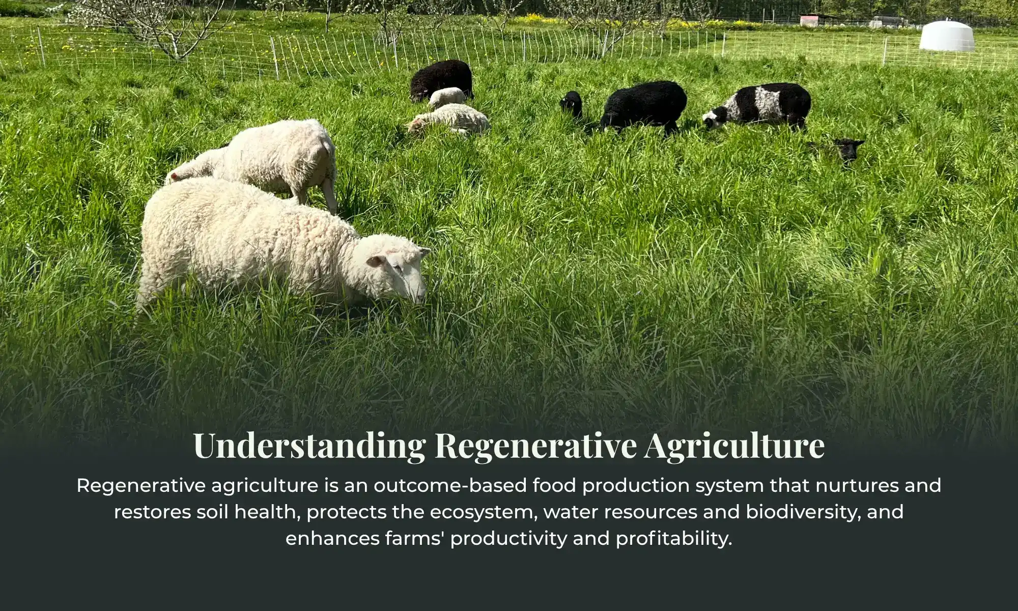 Sheep Regenerative Farming Pasture | Carnation Farms Sheep grazing on green pasture under regenerative farming practices
