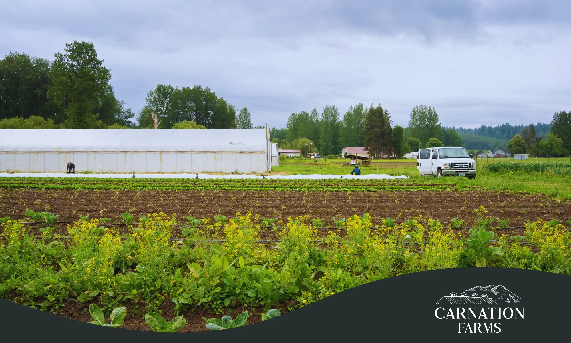 Regenerative farm fields with cover crops and a greenhouse at Carnation Farms