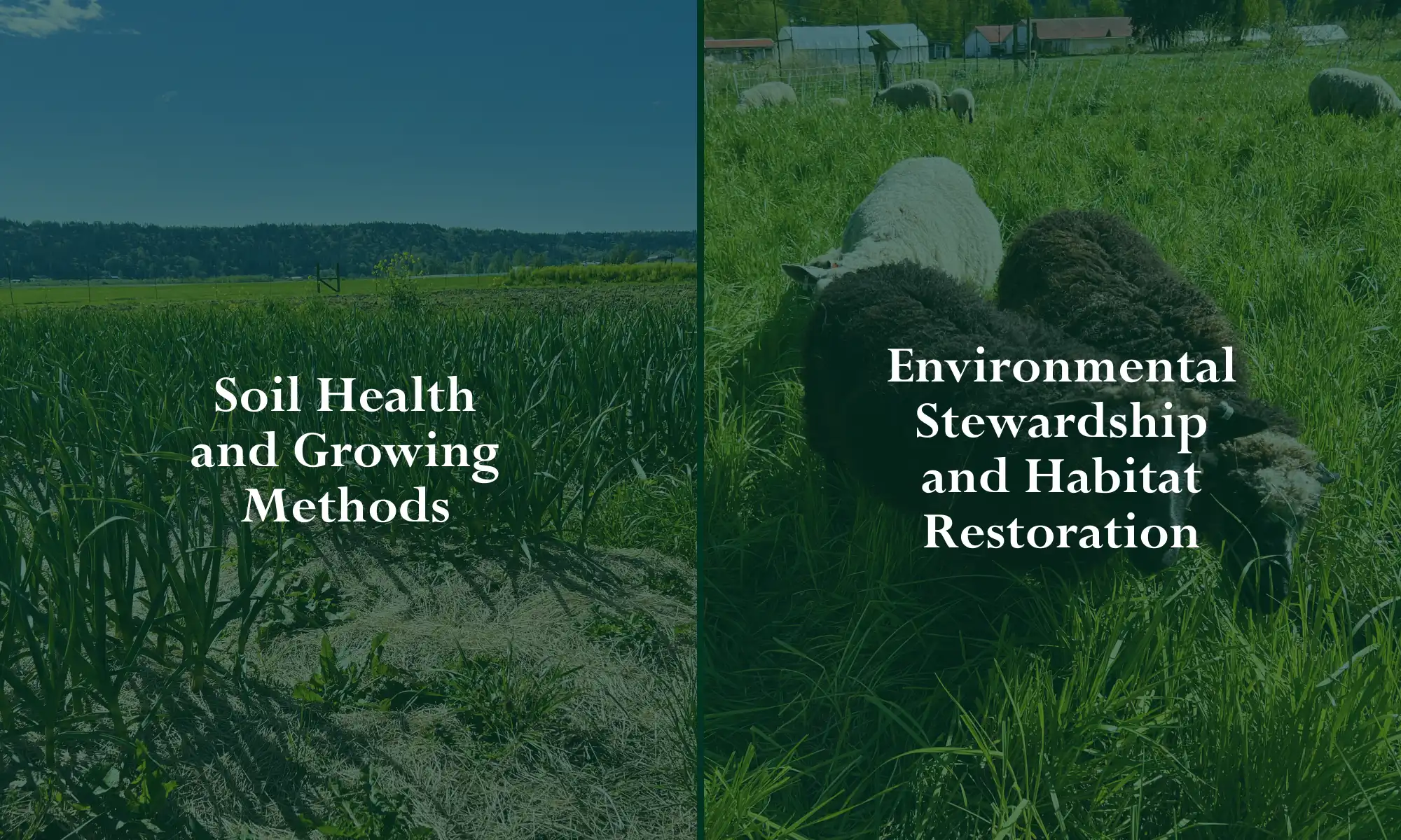Sustainable farming practices at Carnation Farms.