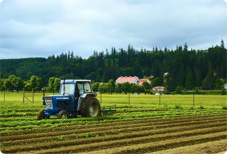 The Farm